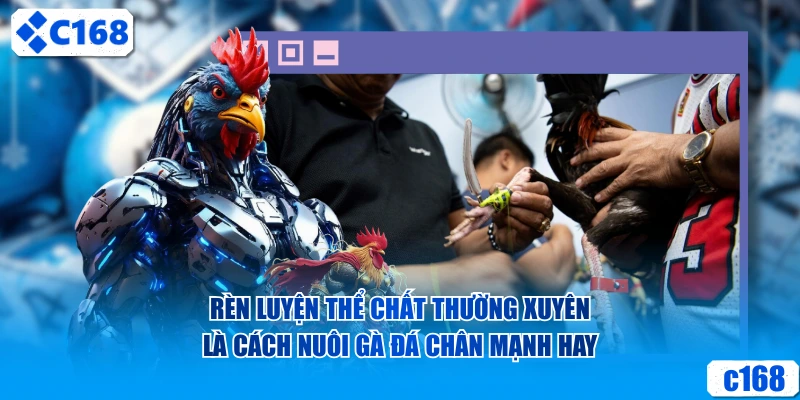 Rèn luyện thể chất thường xuyên là cách nuôi gà hay